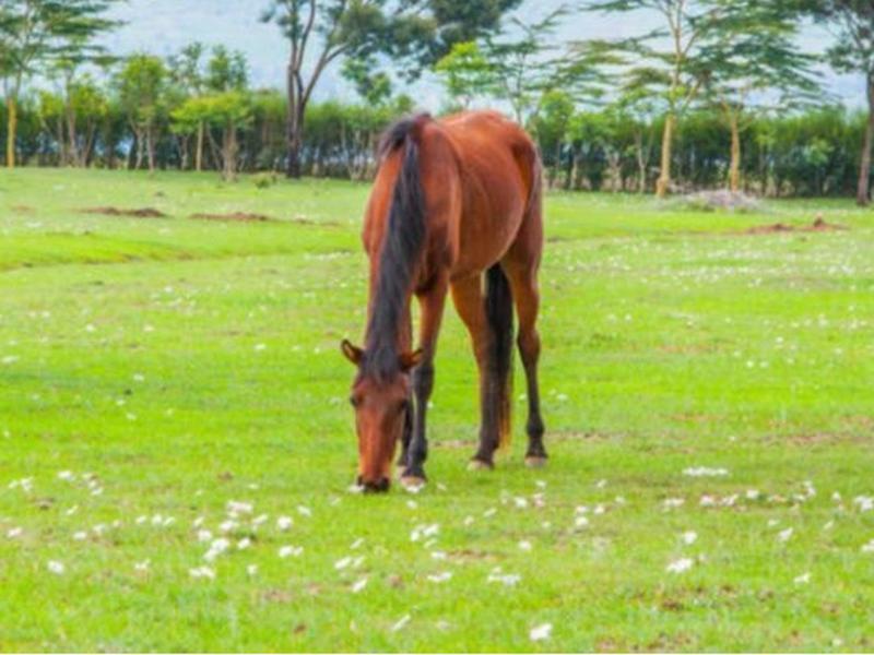 Samawati Lakeside Cottages Nyahururu Esterno foto
